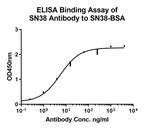 SN38 Antibody in ELISA (ELISA)