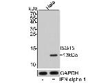 ISG15 Recombinant Rabbit Monoclonal Antibody (JE32-27)