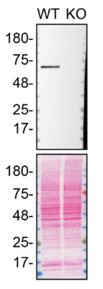 DLAT Antibody