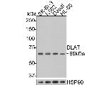 DLAT Antibody in Western Blot (WB)