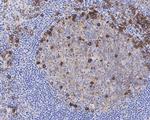 CD38 Antibody in Immunohistochemistry (Paraffin) (IHC (P))