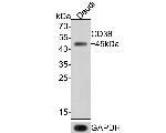CD38 Antibody in Western Blot (WB)