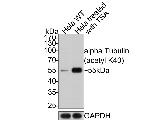 Acetyl-alpha Tubulin (Lys40) Antibody in Western Blot (WB)