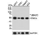 TUBA3C Antibody in Western Blot (WB)