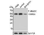 TUBA3C Antibody in Western Blot (WB)