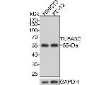 TUBA3C Antibody in Western Blot (WB)