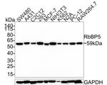 RBBP5 Recombinant Rabbit Monoclonal Antibody (PSH0-15)
