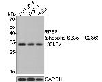 Phospho-S6 (Ser235, Ser236) Antibody in Western Blot (WB)