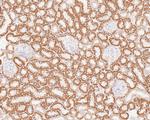 GM130 Recombinant Rabbit Monoclonal Antibody (JE42-53)