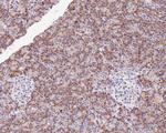 TNF alpha Antibody in Immunohistochemistry (Paraffin) (IHC (P))