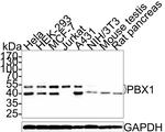 PBX1 Antibody in Western Blot (WB)
