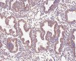 MAVS Antibody in Immunohistochemistry (Paraffin) (IHC (P))
