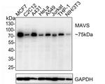 MAVS Antibody in Western Blot (WB)