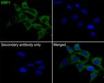 EBP1 Antibody in Immunocytochemistry (ICC/IF)