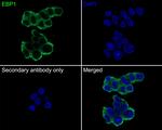 EBP1 Antibody in Immunocytochemistry (ICC/IF)