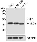 EBP1 Antibody in Western Blot (WB)