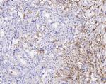 CD14 Recombinant Rabbit Monoclonal Antibody (PD01-63)