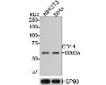 CD14 Antibody in Western Blot (WB)