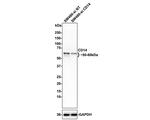 CD14 Antibody in Western Blot (WB)