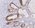 IDO Antibody in Immunohistochemistry (Paraffin) (IHC (P))