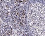 IDO Antibody in Immunohistochemistry (Paraffin) (IHC (P))