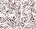 IDO Antibody in Immunohistochemistry (Paraffin) (IHC (P))