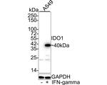 IDO Antibody in Western Blot (WB)