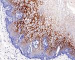 LYPD3 Antibody in Immunohistochemistry (Paraffin) (IHC (P))