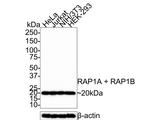 RAP1A/RAP1B Recombinant Rabbit Monoclonal Antibody (JE35-61)