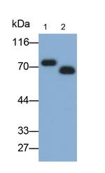 Albumin Antibody in Western Blot (WB)