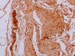 beta Tubulin Antibody in Immunohistochemistry (Paraffin) (IHC (P))