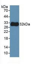 beta Tubulin Antibody in Western Blot (WB)