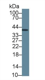 INHA Monoclonal Antibody (C1)