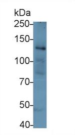 COL1A1 Antibody in Western Blot (WB)