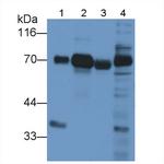 Dystrophin Antibody in Western Blot (WB)