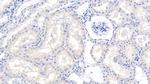 RNASE2 Antibody in Immunohistochemistry (Paraffin) (IHC (P))