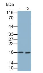 RNASE2 Antibody in Western Blot (WB)