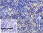Cyclophilin A Antibody in Immunohistochemistry (Paraffin) (IHC (P))
