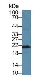 Ferritin Heavy Chain Antibody in Western Blot (WB)