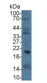Ferritin Heavy Chain Antibody in Western Blot (WB)