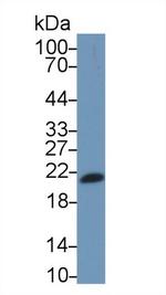 IL-17F Monoclonal Antibody (C7)