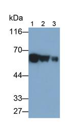 CEACAM1 Antibody in Western Blot (WB)