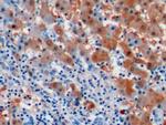 Arginase 1 Antibody in Immunohistochemistry (Paraffin) (IHC (P))