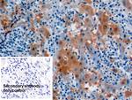 Arginase 1 Antibody in Immunohistochemistry (Paraffin) (IHC (P))