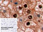Arginase 1 Antibody in Immunohistochemistry (Paraffin) (IHC (P))