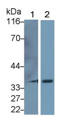 Arginase 1 Antibody in Western Blot (WB)