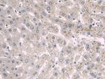 A1BG Antibody in Immunohistochemistry (Paraffin) (IHC (P))