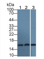Hemoglobin alpha-1 Antibody in Western Blot (WB)