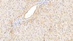 PAH Monoclonal Antibody (C4)