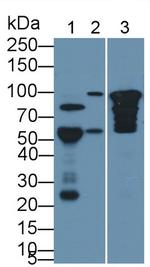 COMP Monoclonal Antibody (C10)